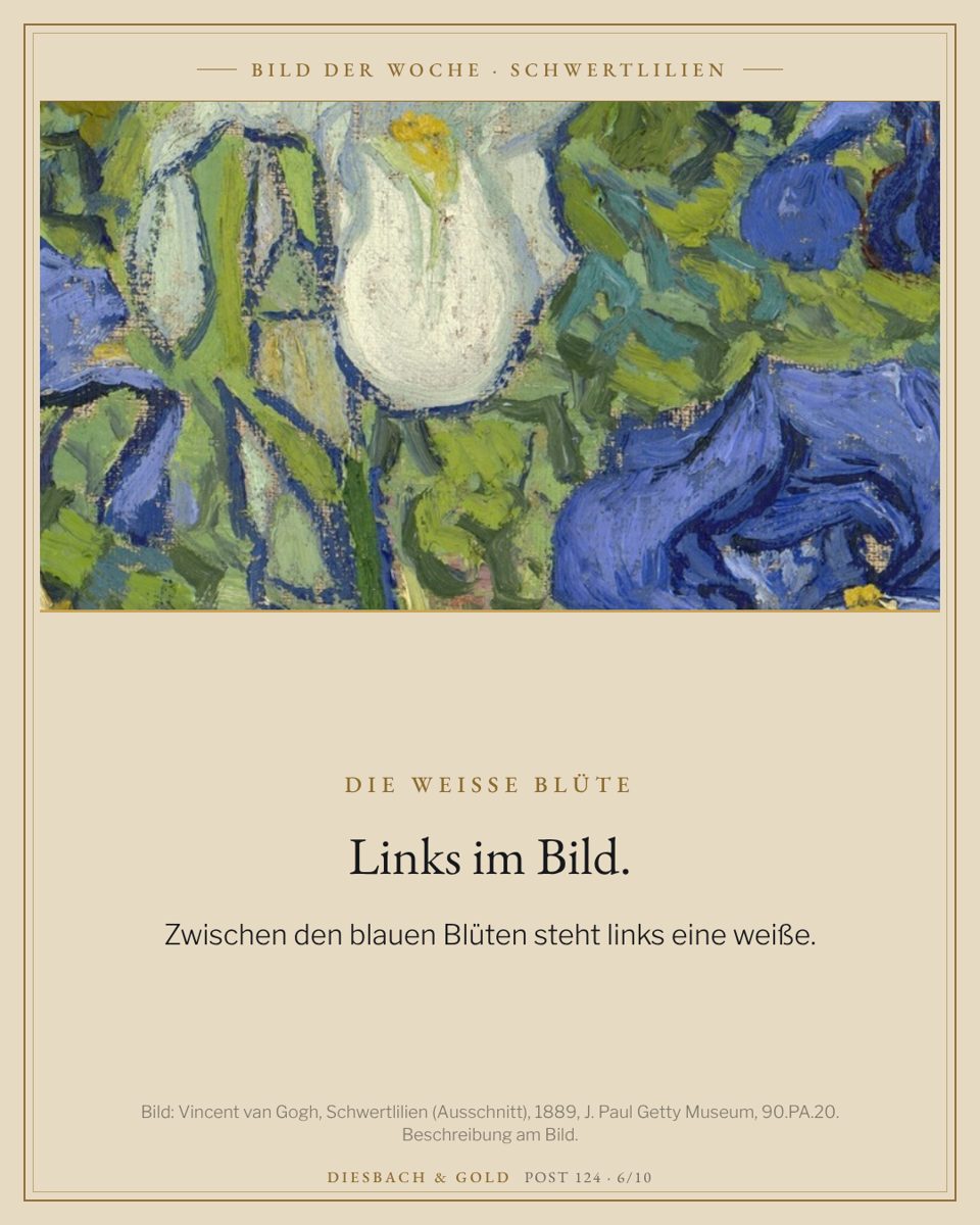 Ausschnitt links: eine weiße Schwertlilie zwischen blauen Blüten.