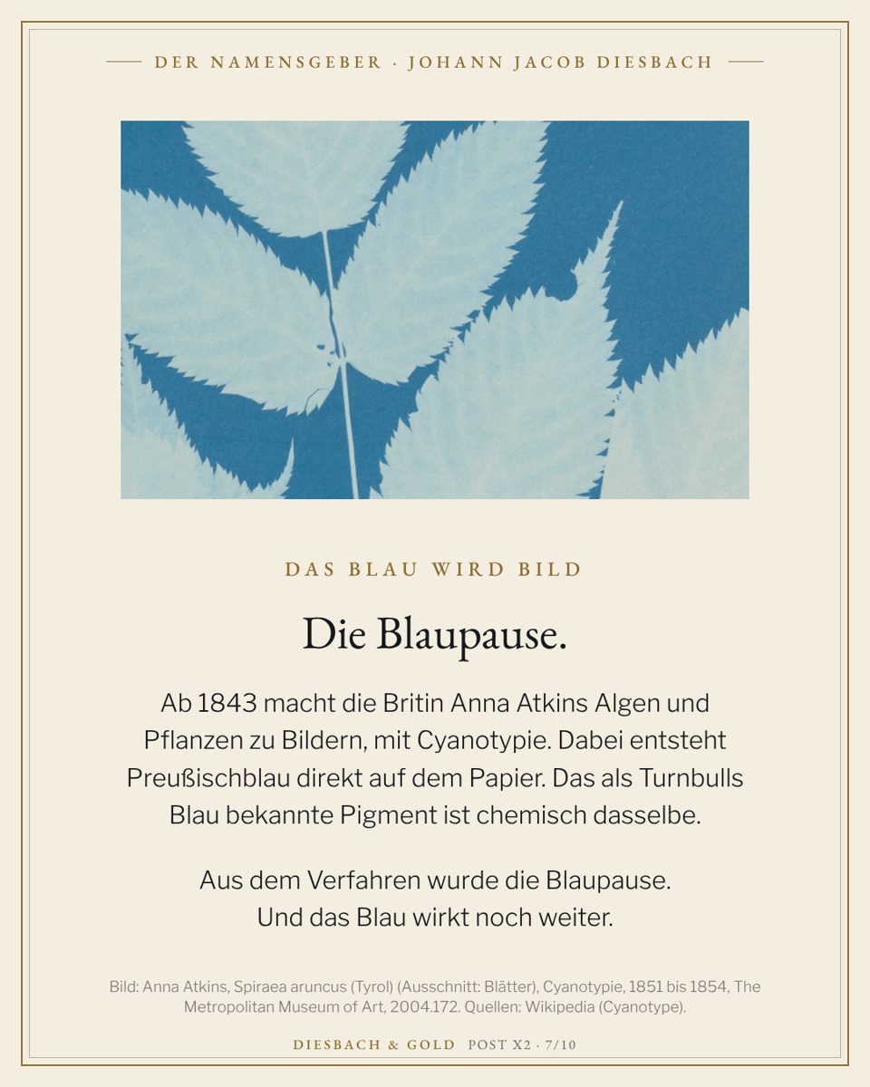 Anna Atkins, Spiraea aruncus (Tyrol), Cyanotypie, 1851 bis 1854, The Metropolitan Museum of Art (Ausschnitt).